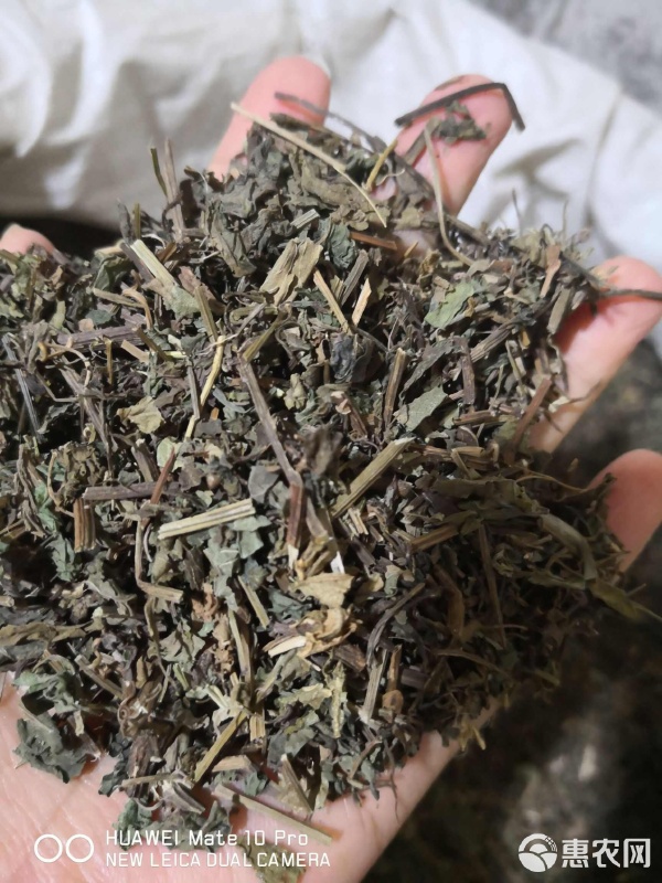 絞股藍(lán) 苦味中的健康寶藏——中藥材干貨采購指南